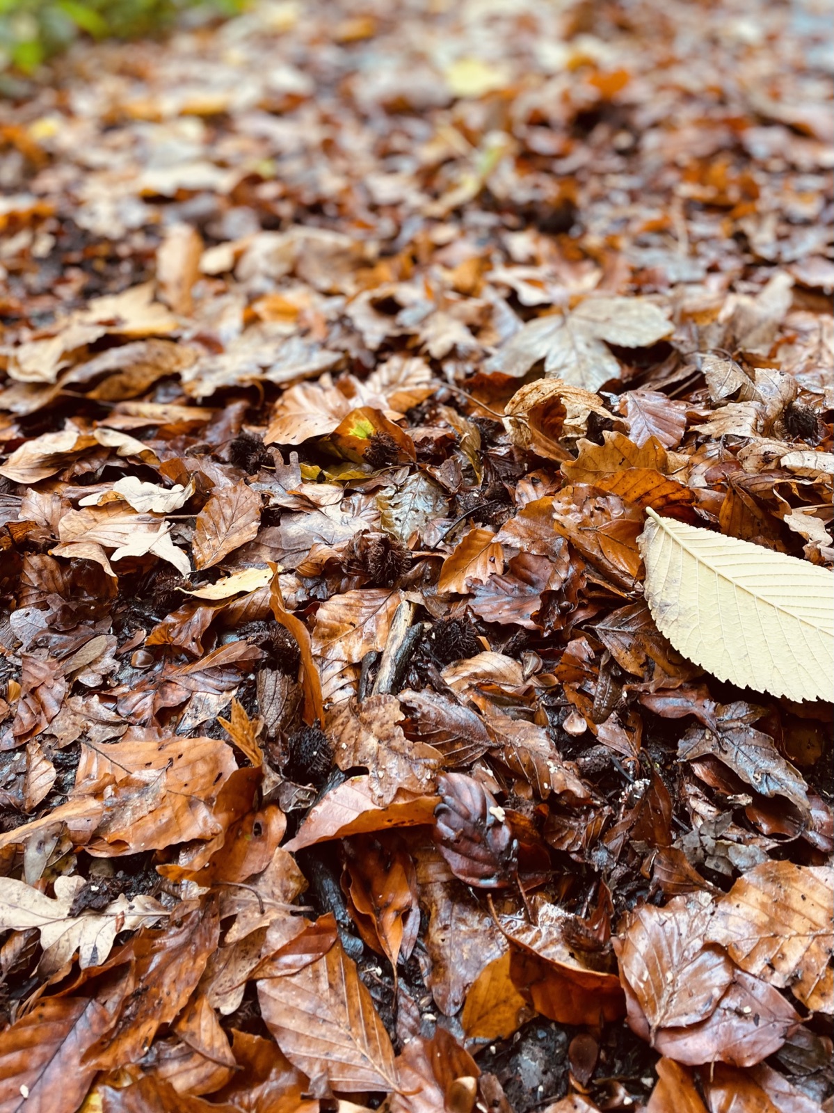 wald2