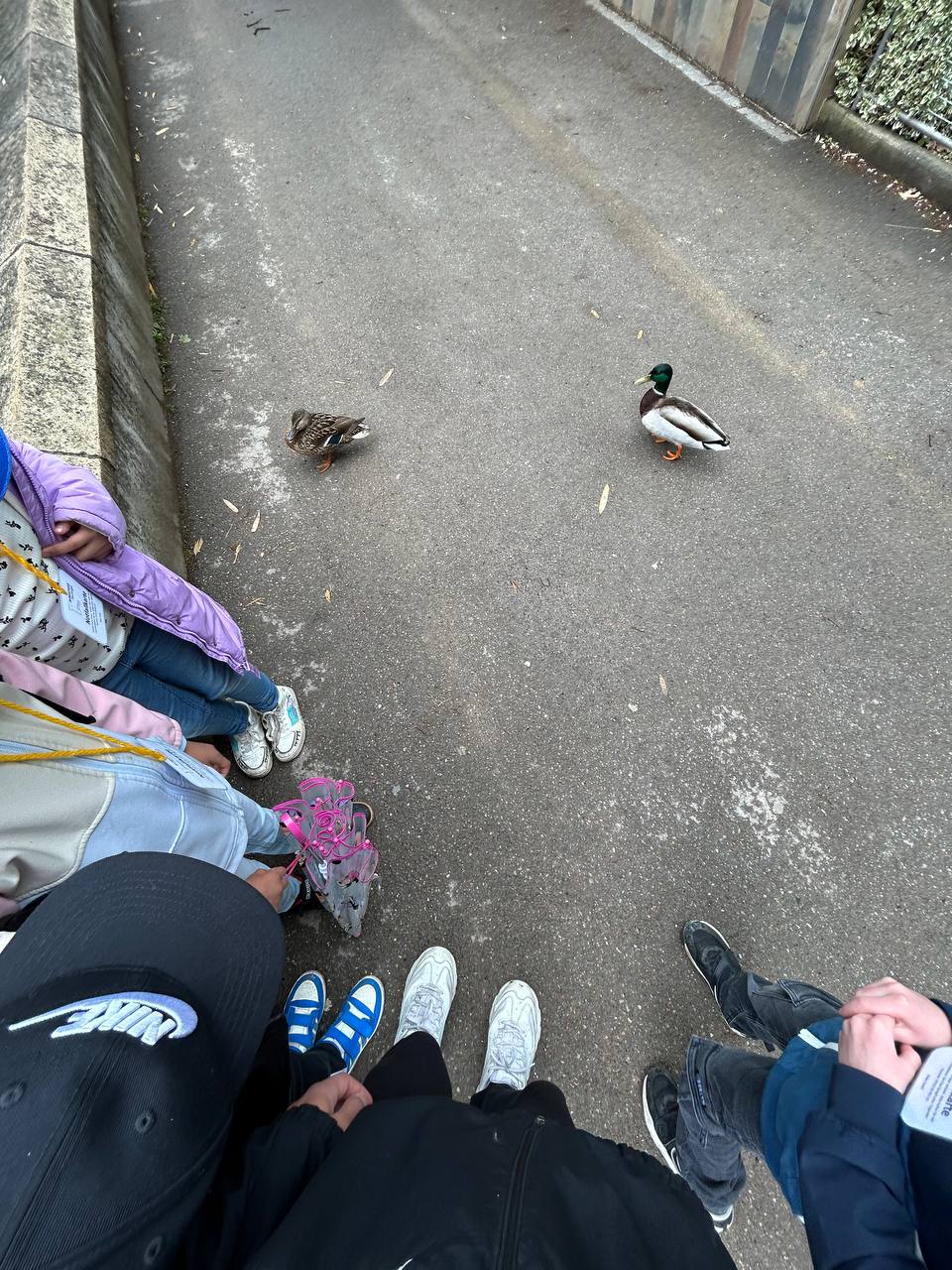 enten