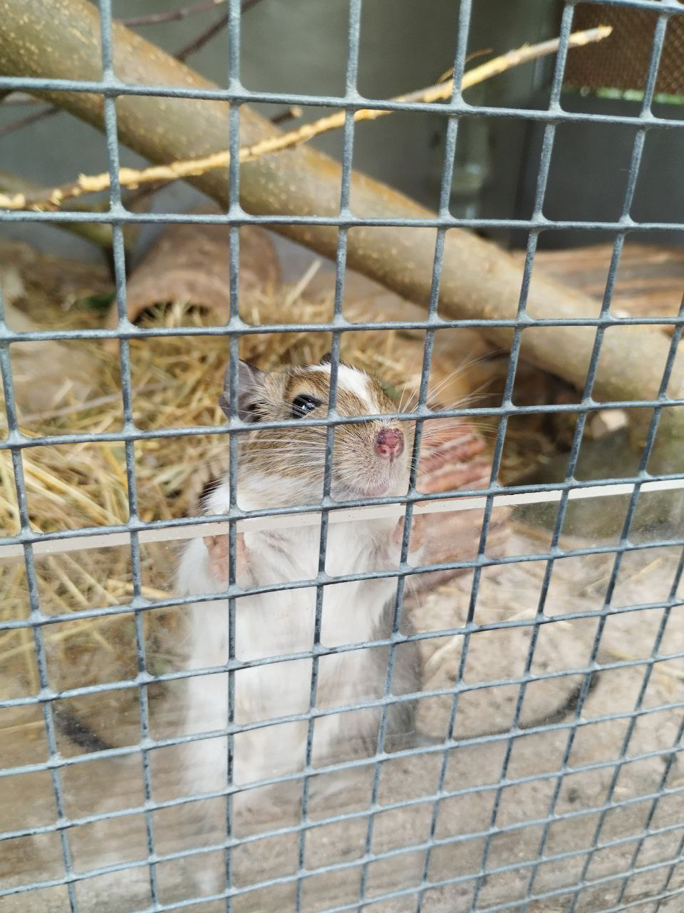 hamster